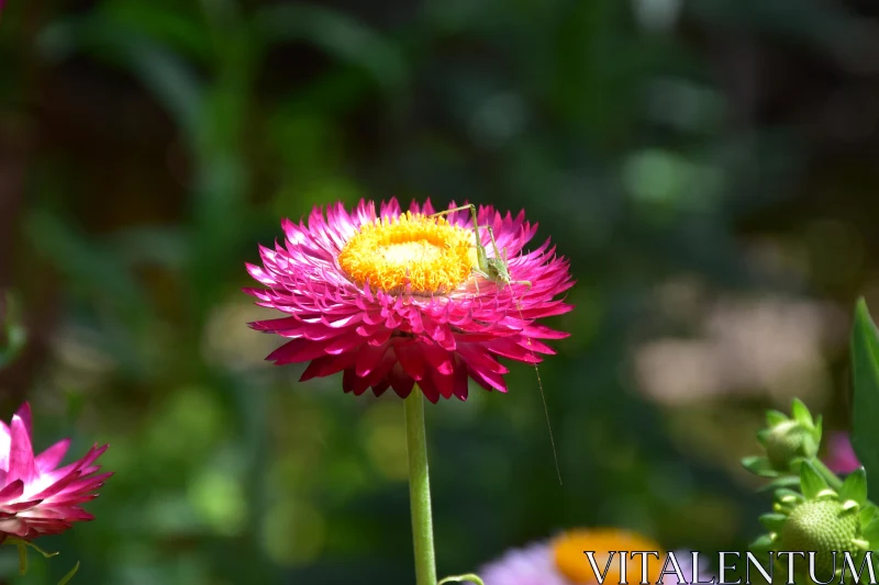 Nature's Palette: Pink Strawflower with Insect Free Stock Photo