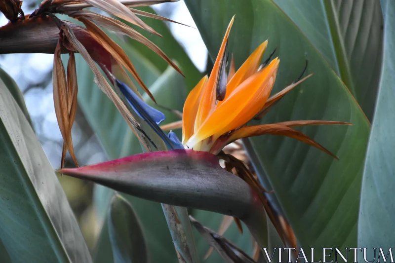 PHOTO Exotic Bird of Paradise Bloom