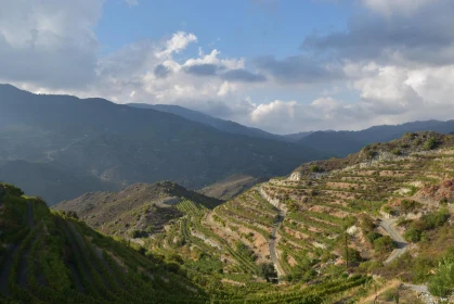 Hillside Vineyard Scene with Mountains