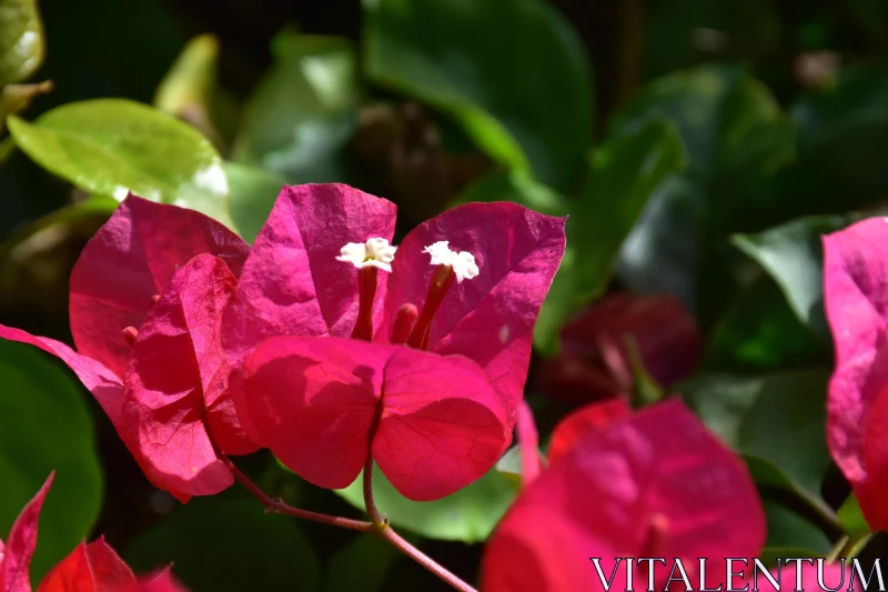 PHOTO Bougainvillea Flower Close-Up