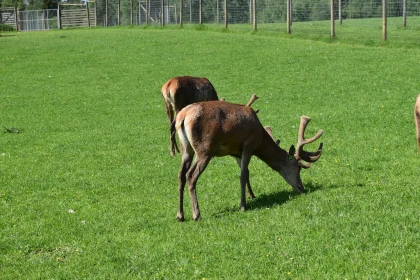 Peaceful Deer in Nature