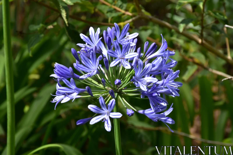 Purple Petals of Agapanthus Flower Free Stock Photo