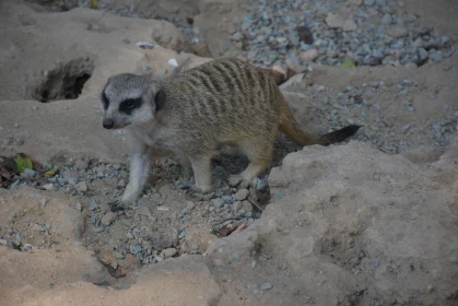 Suricate on Guard