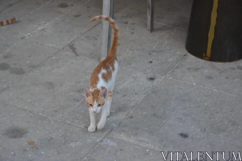 PHOTO Cute Street Kitten in Cyprus