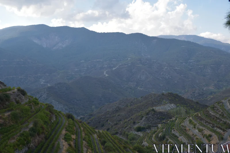 PHOTO Vineyard Terraces in the Mountains