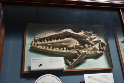 Museum Display of Fossil Remains