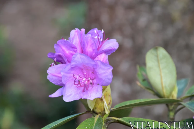 Vibrant Rhododendron Close-Up Free Stock Photo