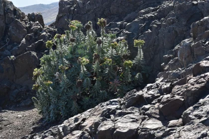 Thriving Succulent in Rugged Rocks