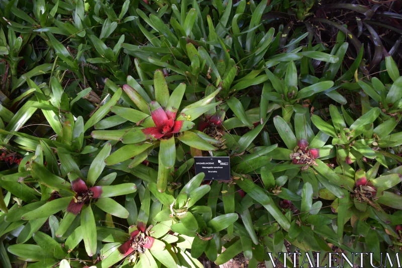 PHOTO Colorful Bromeliads in Tropical Garden