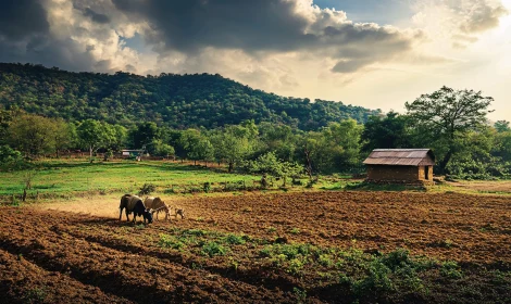 Rural Farming Scene with Animals