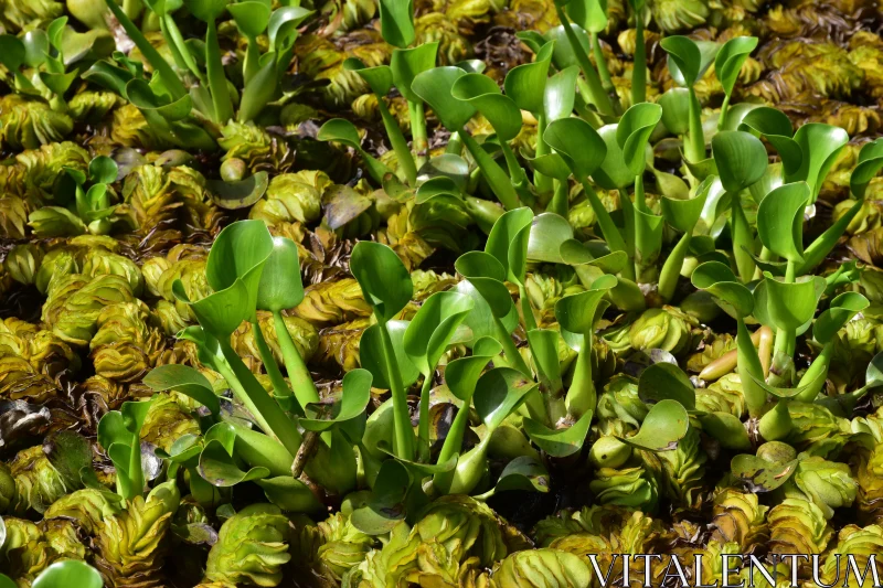 Thriving Greenery in Dense Foliage Free Stock Photo