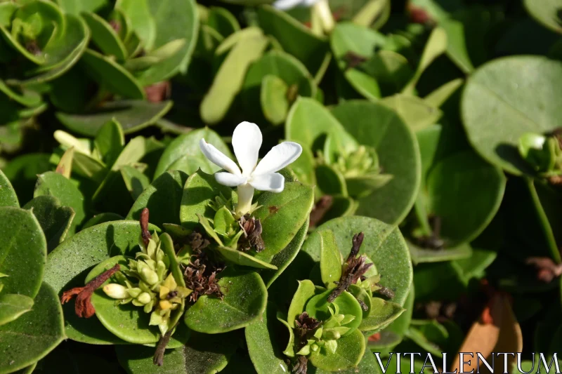 PHOTO White Flower with Green Leaves