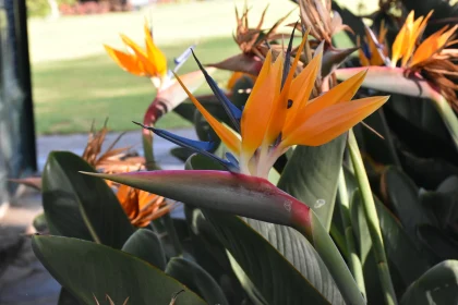 Bird of Paradise in Bloom