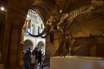 Grand Museum with Mammoth Fossil