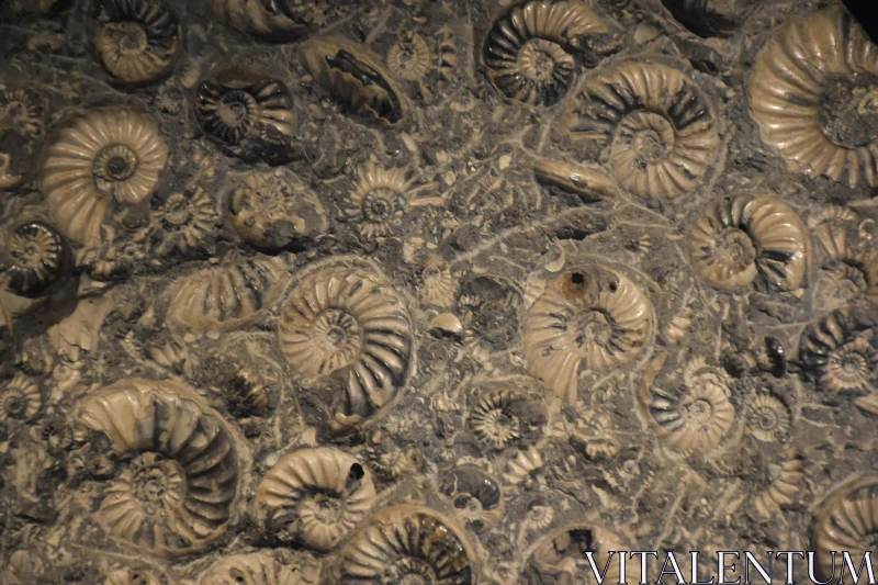 Ammonite Fossil Patterns Free Stock Photo