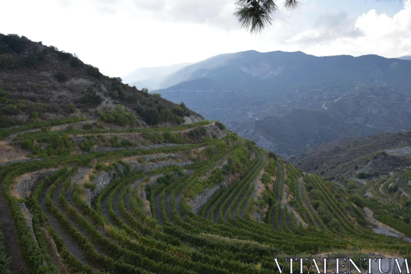 PHOTO Scenic Vineyard Terraces