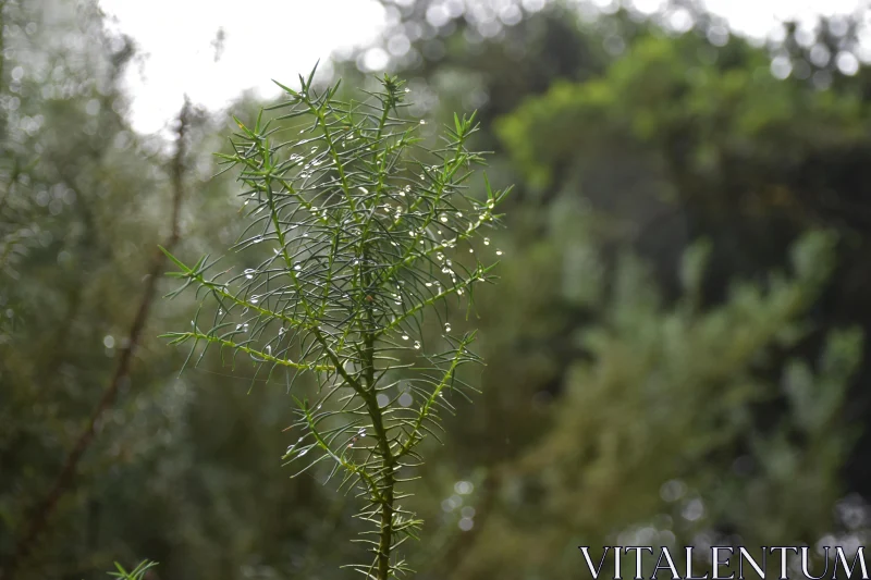 PHOTO Serene Morning Dew on Greenery