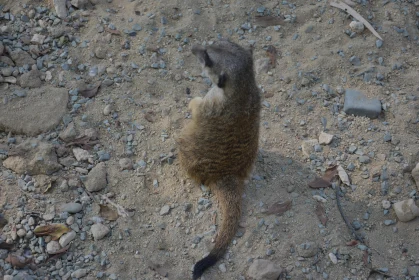 Meerkat on Pebbled Sand