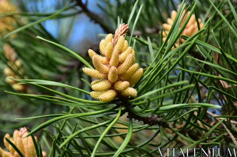 Pine Branch Detail with Cones and Needles Free Stock Photo