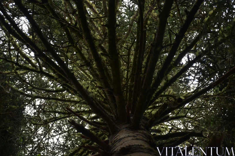 Mossy Tree from Below Free Stock Photo