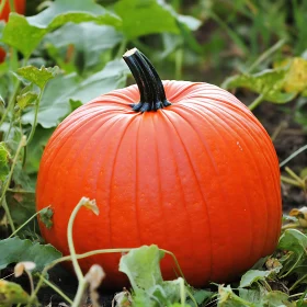 Ripe Pumpkin Among Green Leaves
