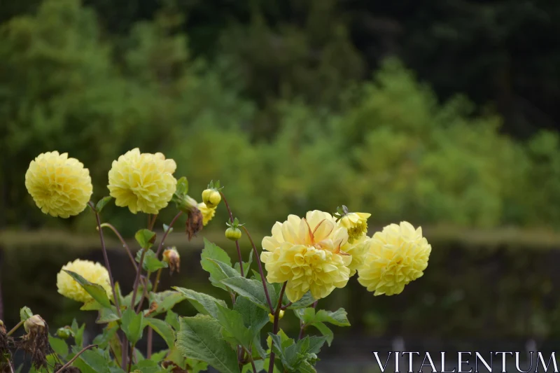 Bright Yellow Flowers in Natural Garden Setting Free Stock Photo