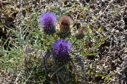 Resilient Thistles Amidst Drought