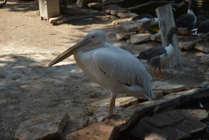 Pelican in Natural Habitat