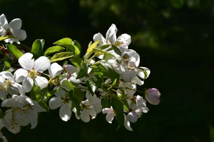 Sunlit White Flower Clusters