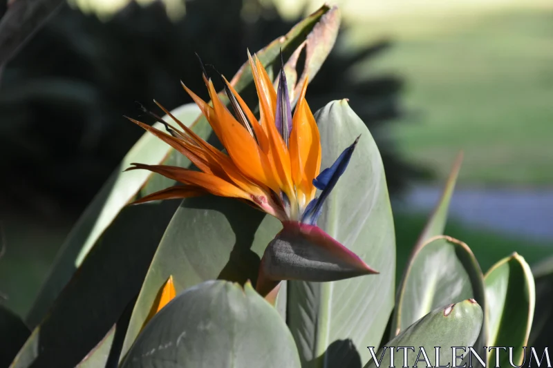 Tropical Bird of Paradise Free Stock Photo