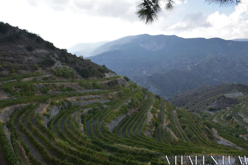 PHOTO Cyprus Terraced Vineyards