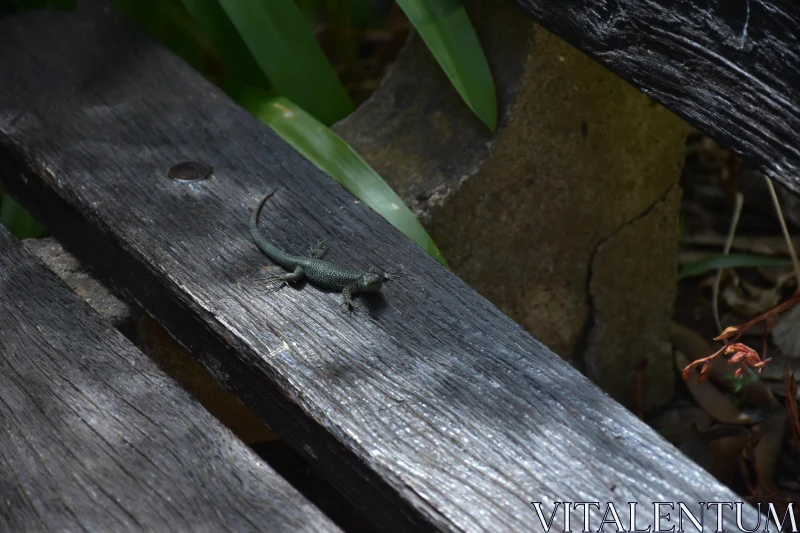 Lizard Basking in Sunlight Free Stock Photo