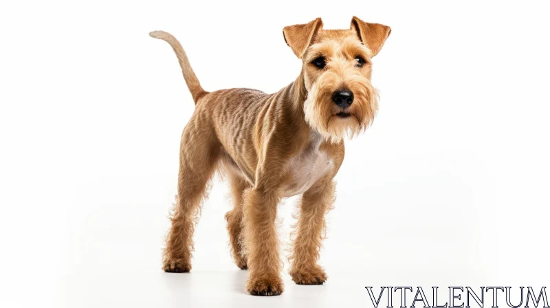 Charming Aired Terrier Dog on White Background AI Image
