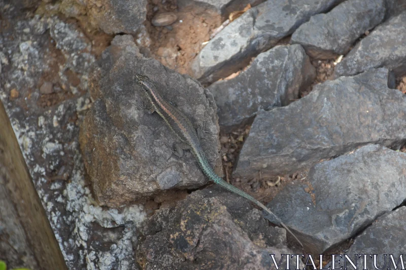 PHOTO Reptile on Rocks