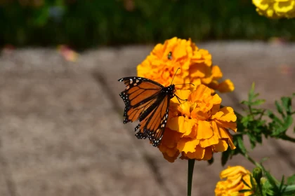 Butterfly Poised on Vibrant Orange Marigold