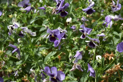 Lush Garden Pansies