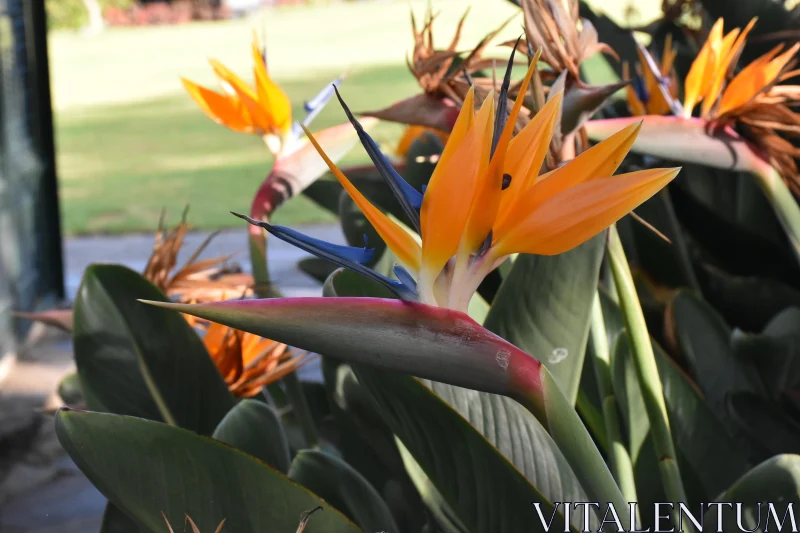 Bird of Paradise in Bloom Free Stock Photo