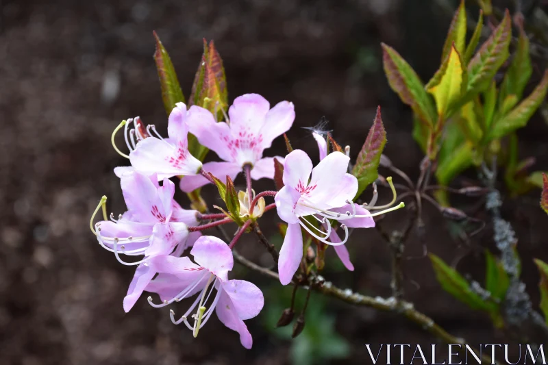 Pink Blossoms Free Stock Photo