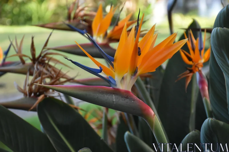 Tropical Bird of Paradise Free Stock Photo