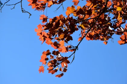 Vibrant Red and Orange Leaves in Autumn