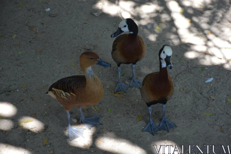 PHOTO Trio of Ducks in Natural Habitat