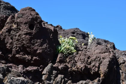 Desolate Volcanic Rocks Adorned with Resilient Plants