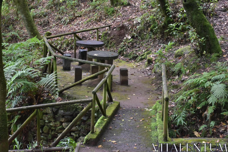 PHOTO Rustic Forest Trail with Mossy Accents