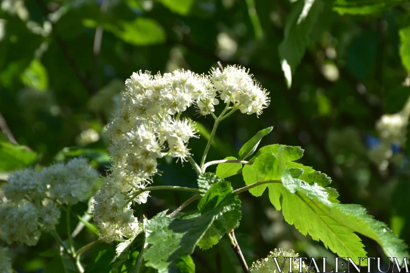 PHOTO Gentle White Flora Amidst Vibrant Leaves