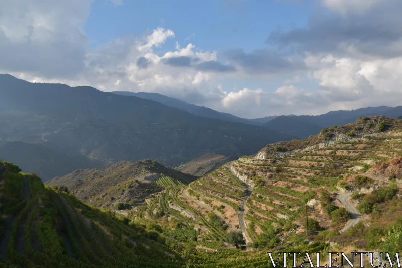 PHOTO Hillside Vineyard Scene with Mountains