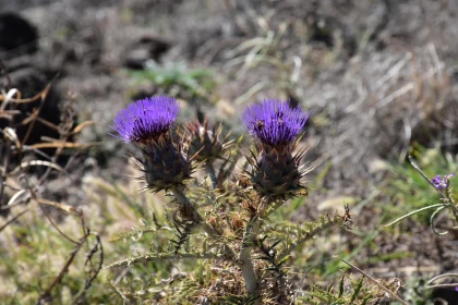 Purple Thistle in Nature