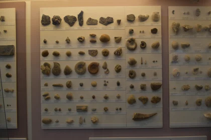 Museum Fossil Display