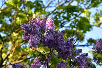 Lilac Blooms in Garden