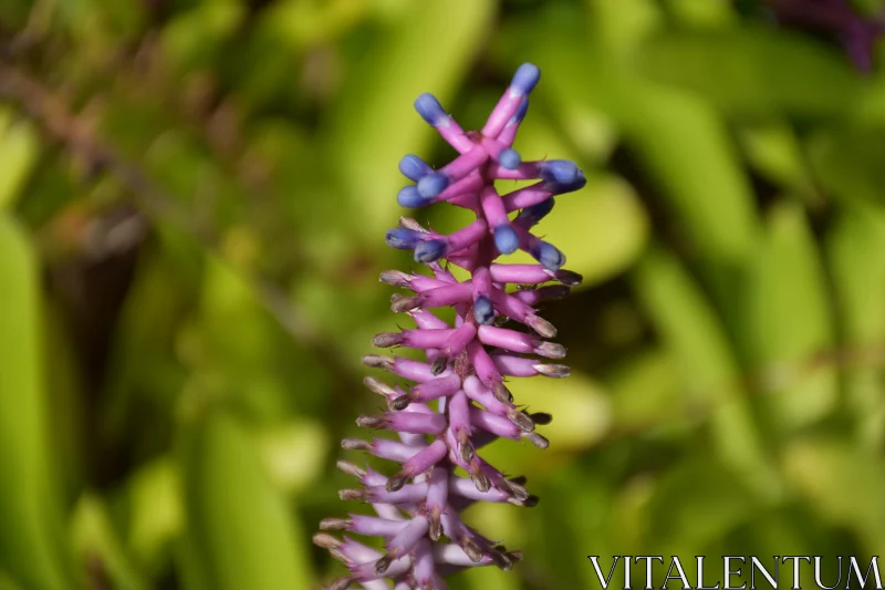 PHOTO Pink and Blue Intricate Floral