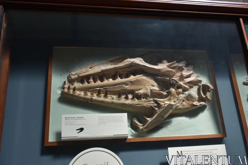 Museum Display of Fossil Remains Free Stock Photo